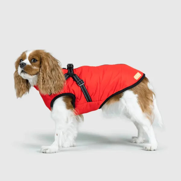 Dog Winter Jacket [Free Today]