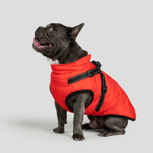 Dog Winter Jacket [Free Today]