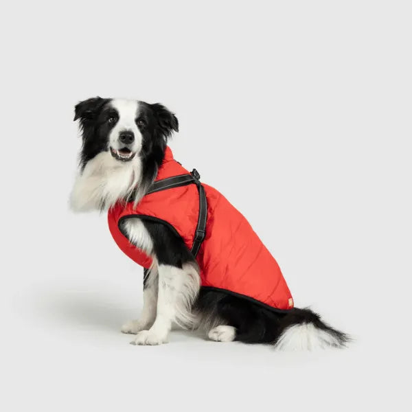 Dog Winter Jacket [Free Today]