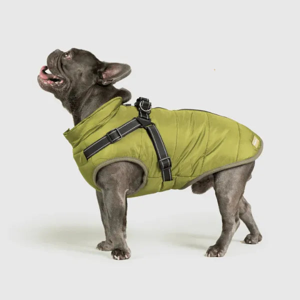 Dog Winter Jacket [Free Today]