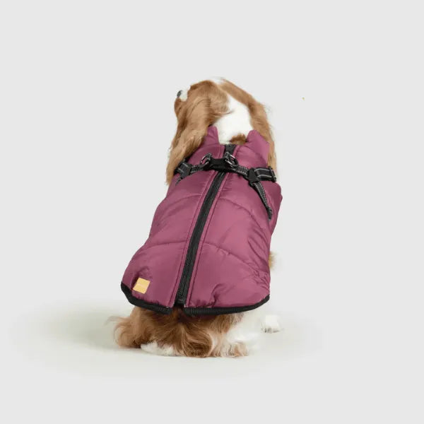 Dog Winter Jacket [Free Today]