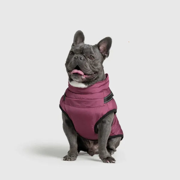 Dog Winter Jacket [Free Today]