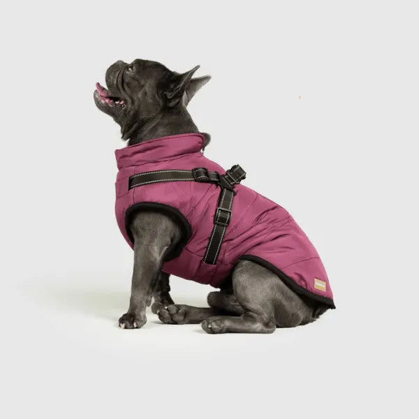 Dog Winter Jacket [Free Today]