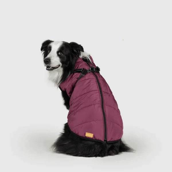 Dog Winter Jacket [Free Today]