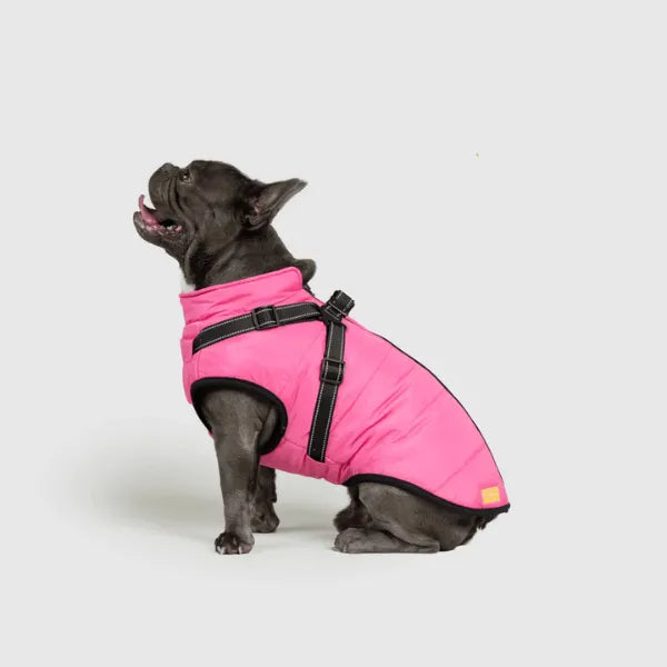 Dog Winter Jacket [Free Today]