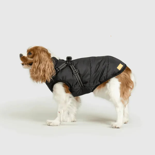 Dog Winter Jacket [Free Today]