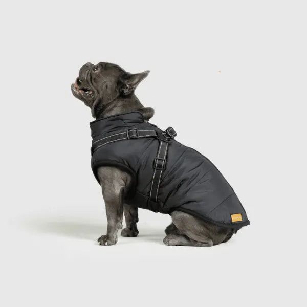 Dog Winter Jacket [Free Today]