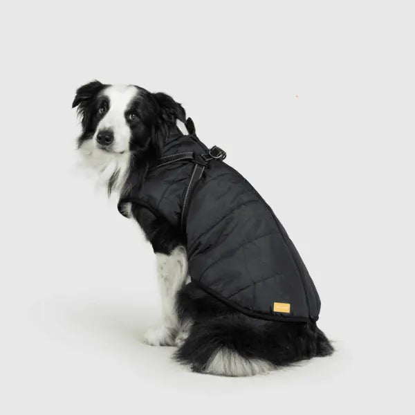 Dog Winter Jacket [Free Today]