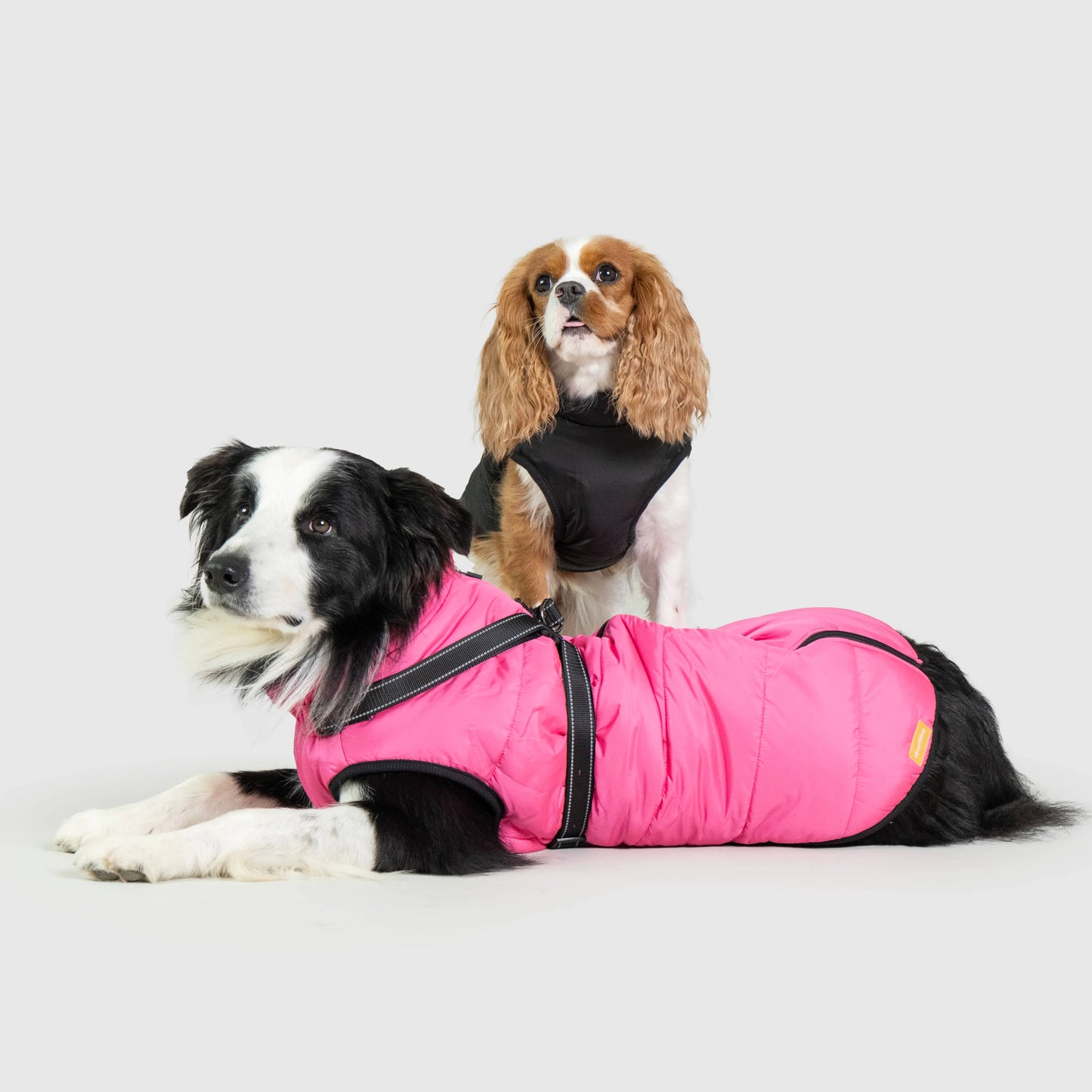 Dog Winter Jacket [Free Today]